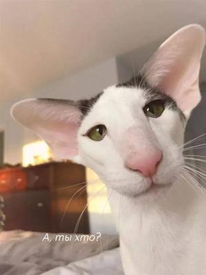 Прикрепленное изображение: Коте 1.jpg